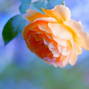 Hermosa Rosa Naranja