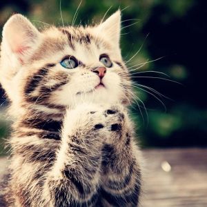 Gatito Adorable Rezando