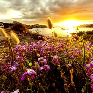 Atardecer sobre Costa Floral