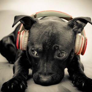 Perro con auriculares