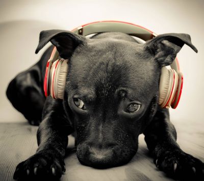 Perro con auriculares