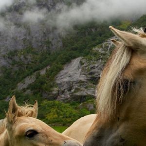 Hermosos Caballos en la Naturaleza
