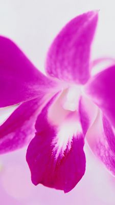 Orquídea Rosa Vibrante