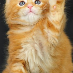 Gatito Naranja Adorable