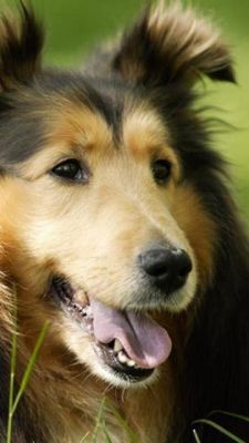Perro Collie Adorable