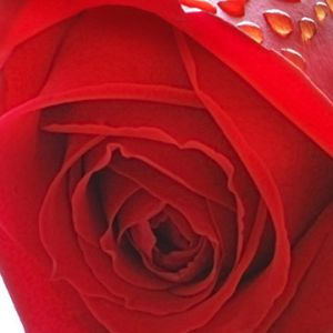 Hermosa Rosa Roja