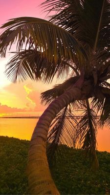 Atardecer Tropical con Palma