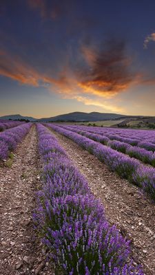 Campos de Lavanda al Atardecer - wallpaper preview