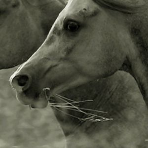 Caballos Majestuosos en Blanco y Negro