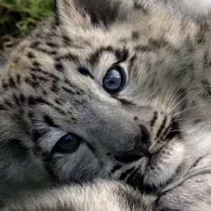 Cachorro de Leopardo de Nieve