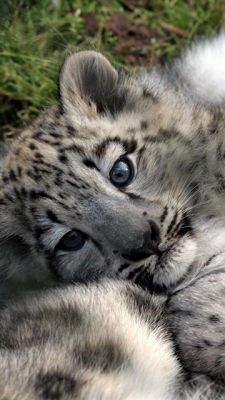Cachorro de Leopardo de Nieve