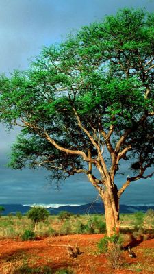 Paisaje de Árbol Verde