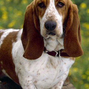 Adorable Basset Hound
