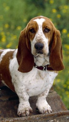 Adorable Basset Hound