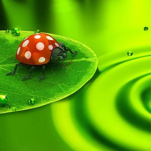 Naturaleza Verde con Mariquita