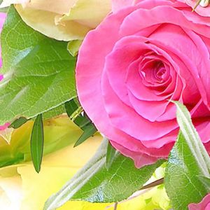 Hermosas Rosas Rosadas