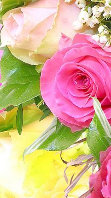 Hermosas Rosas Rosadas