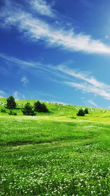Pradera Verde Vibrante