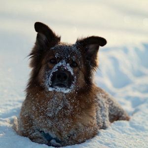 Perro en la nieve