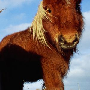 Poni Miniatura Adorable