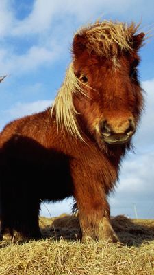 Poni Miniatura Adorable