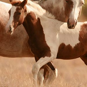 Hermosos Caballos en la Naturaleza