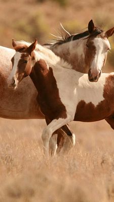 Hermosos Caballos en la Naturaleza