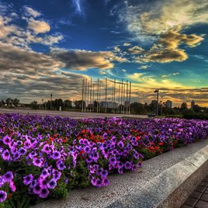 Campo de Flores Vibrantes al Atardecer