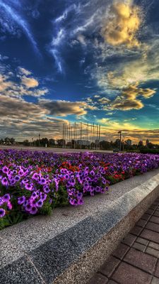Campo de Flores Vibrantes al Atardecer