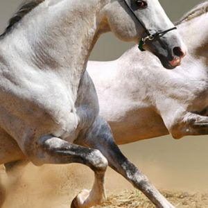 Caballos Corriendo en Acción