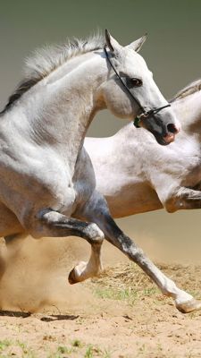Caballos Corriendo en Acción