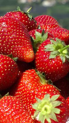 Fresas Frescas