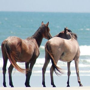 Caballos en la Playa