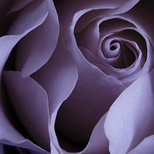 Rosa Lavanda en Primer Plano