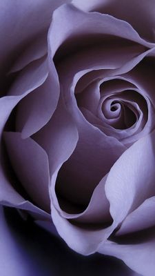 Rosa Lavanda en Primer Plano