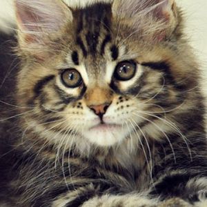 Gatito Maine Coon Adorable