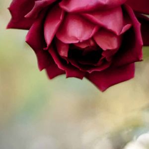 Hermosa Rosa Roja
