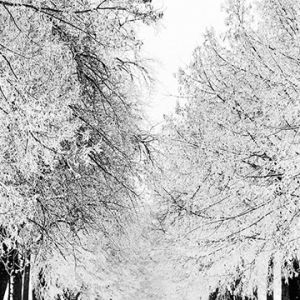 Paisaje Invernal