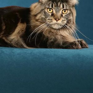 Majestuoso Gato Maine Coon