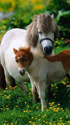 Ponis adorables en un prado
