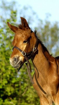 Hermoso Caballo Marrón