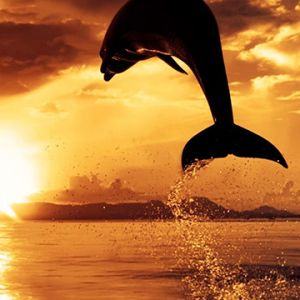Delfín Saltando al Atardecer