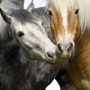 Hermosos Caballos Juntos