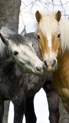 Hermosos Caballos Juntos