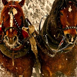 Caballos Majestuosos en la Nieve