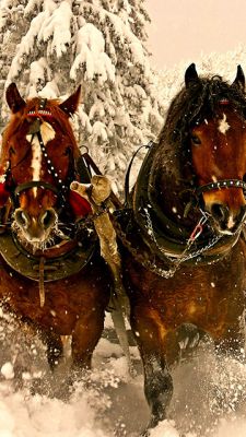 Caballos Majestuosos en la Nieve