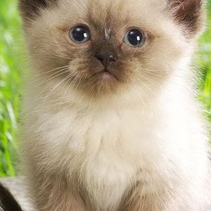 Fondo de Gatito Adorable