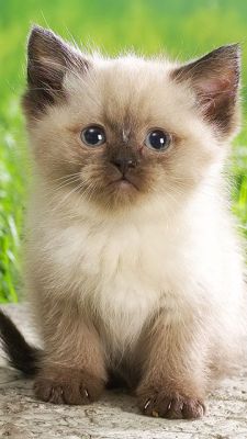 Fondo de Gatito Adorable