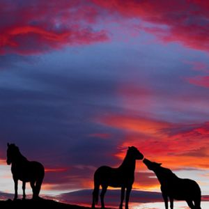 Caballos Silueteados al Atardecer