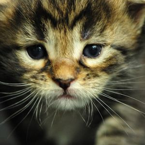 Primer Plano de un Gatito Adorable